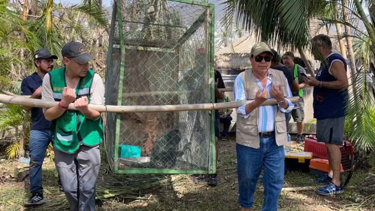 Semaren realiza brigadas en Guerrero para rescatar animales víctimas del huracán Otis