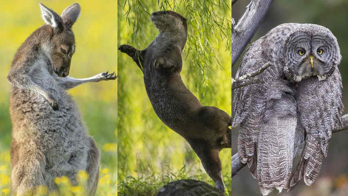 Un “canguro rockero” y un ave con mala cara entre los ganadores del The Comedy Wildlife Photo 2023