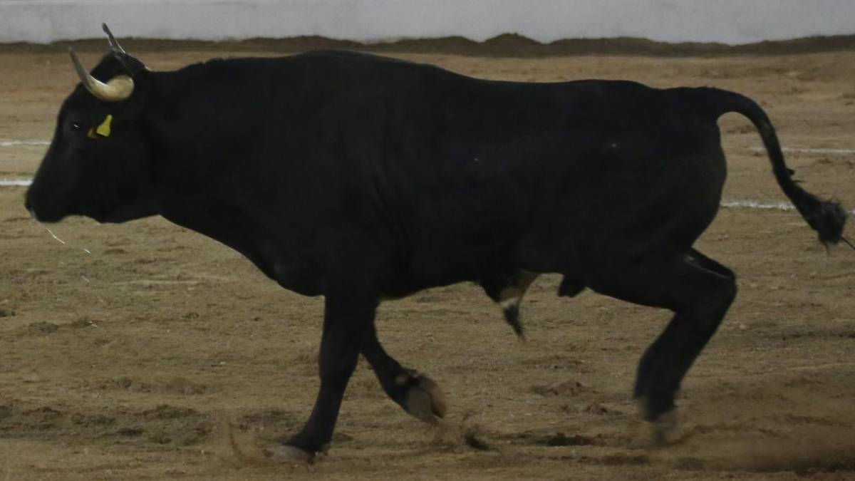 Pánico en Hidalgo: toro escapa de jaripeo y lo captan corriendo por calles de Pachuca