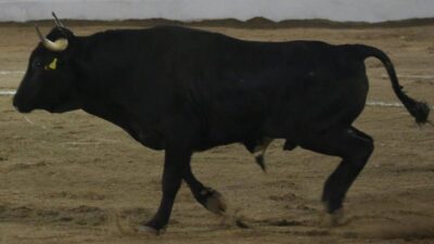 TORO TAXI POR APLICACION
