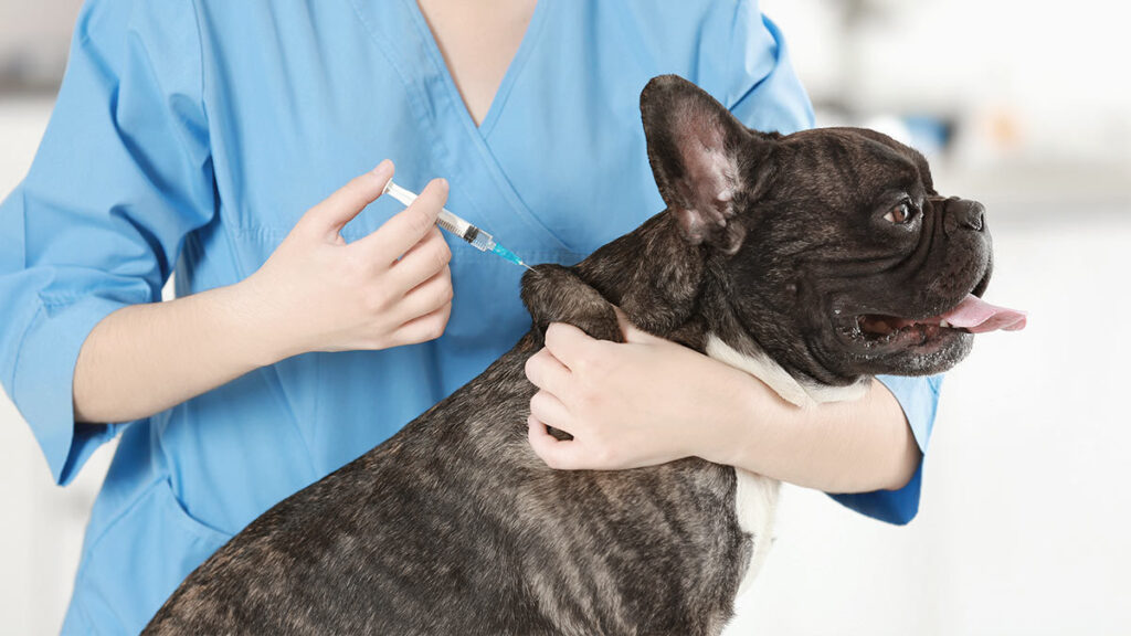 Rara enfermedad respiratoria es detectada en perros de Estados Unidos; ve síntomas