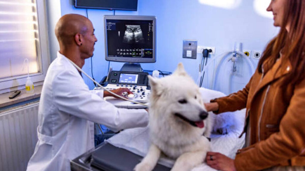 Crean medicamento para que tu perro viva más