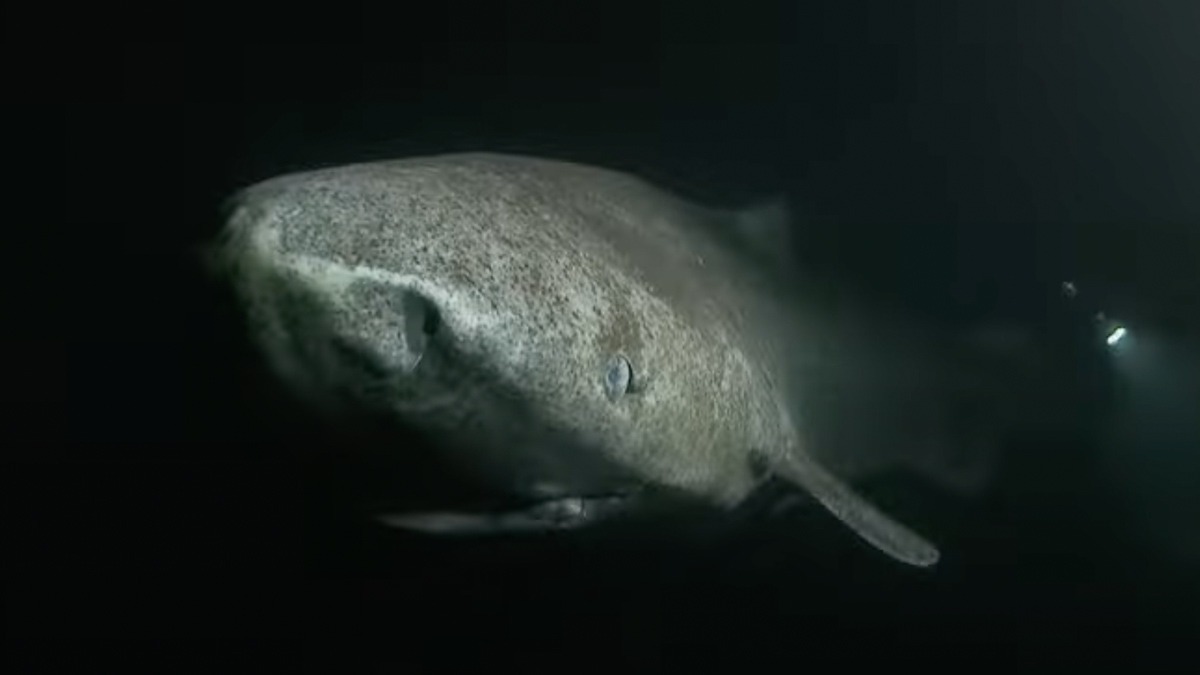 El animal más viejo del mundo: un tiburón de más de 500 años