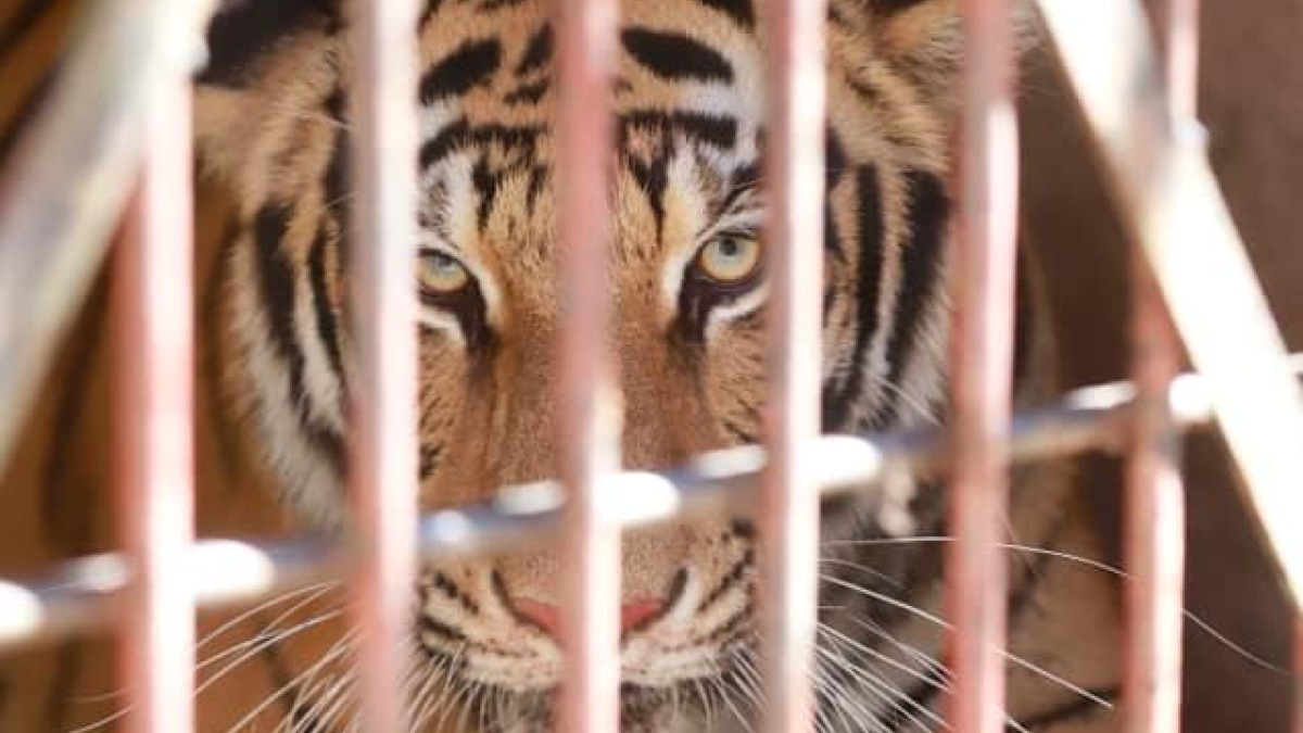 ¡No son mascotas! Rescatan a tigresa de Bengala que estaba en una casa en Zapopan