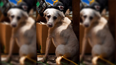 Mujer abandona a perrito enfermo en colonia de Tlalpan