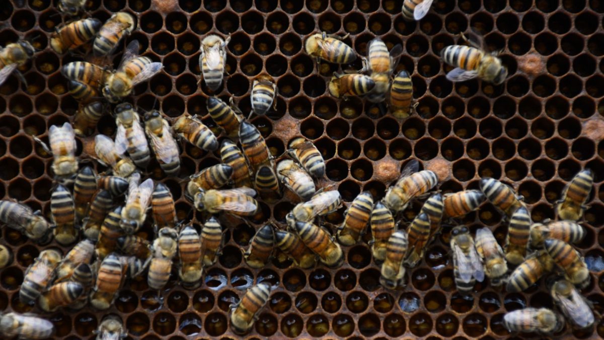 Colmenas de abejas meliponas resultan con afectaciones tras fumigación en Mérida, Yucatán