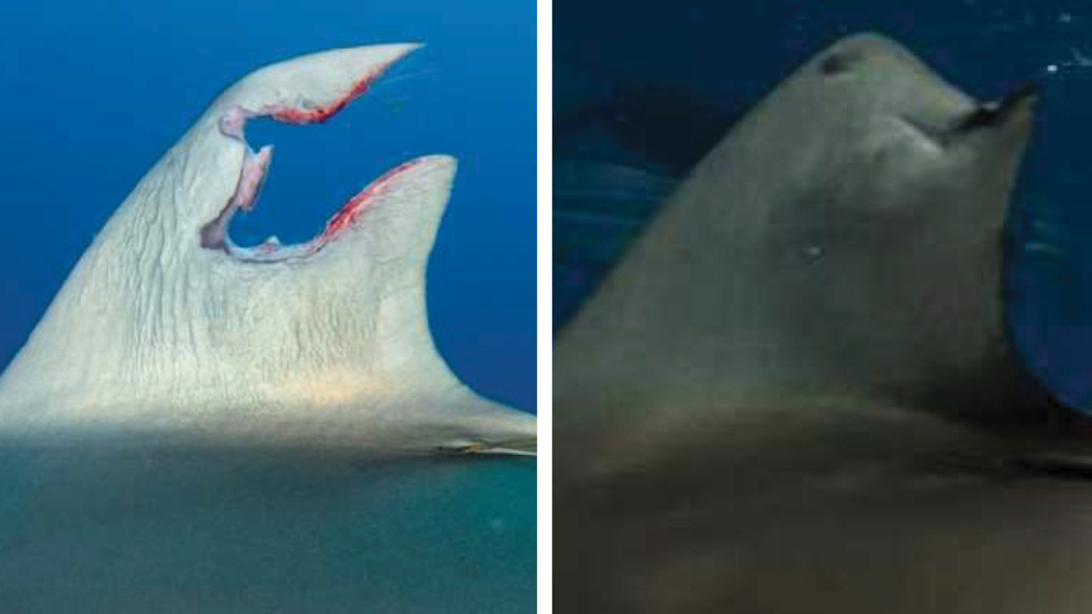 A un tiburón le vuelve a crecer la aleta después de que le cortaran un trozo enorme