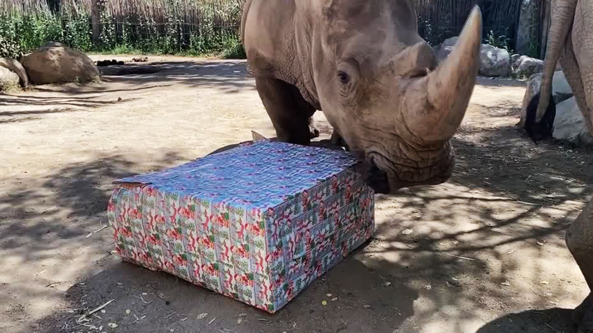 Animales del Zoológico de Chile reciben regalos de Navidad adelantados [VIDEO]