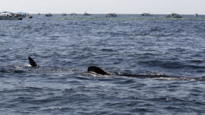 ¿Siguen los ataques? Tiburón mata a pescador en playa de Sonora