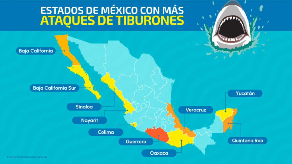 Ataques de tiburones en México: qué estados tienen más casos