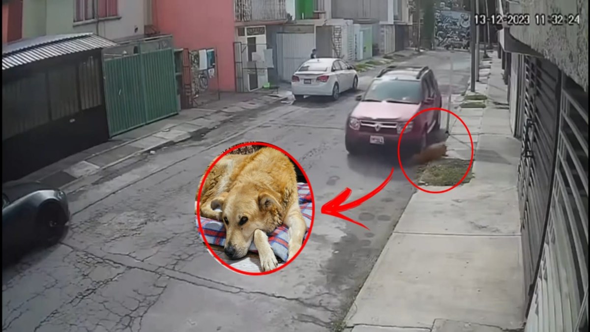 ¡Justicia para “Tobi”! Atropellan a perro en Galaxia Bosques de Amalucan, Puebla