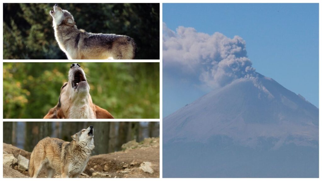 ¿Son lobos, perros o coyotes? Captan “extraños” aullidos en el Popocatépetl