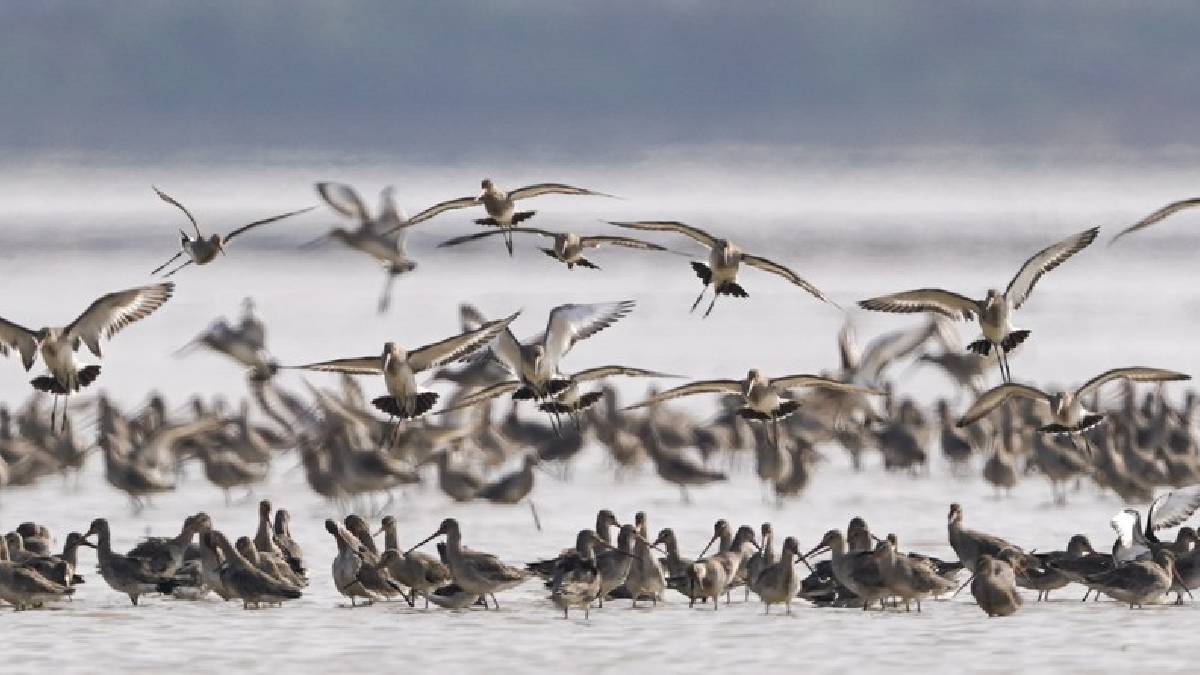 La IA es la nueva esperanza para la conservación de aves en el lago Poyang