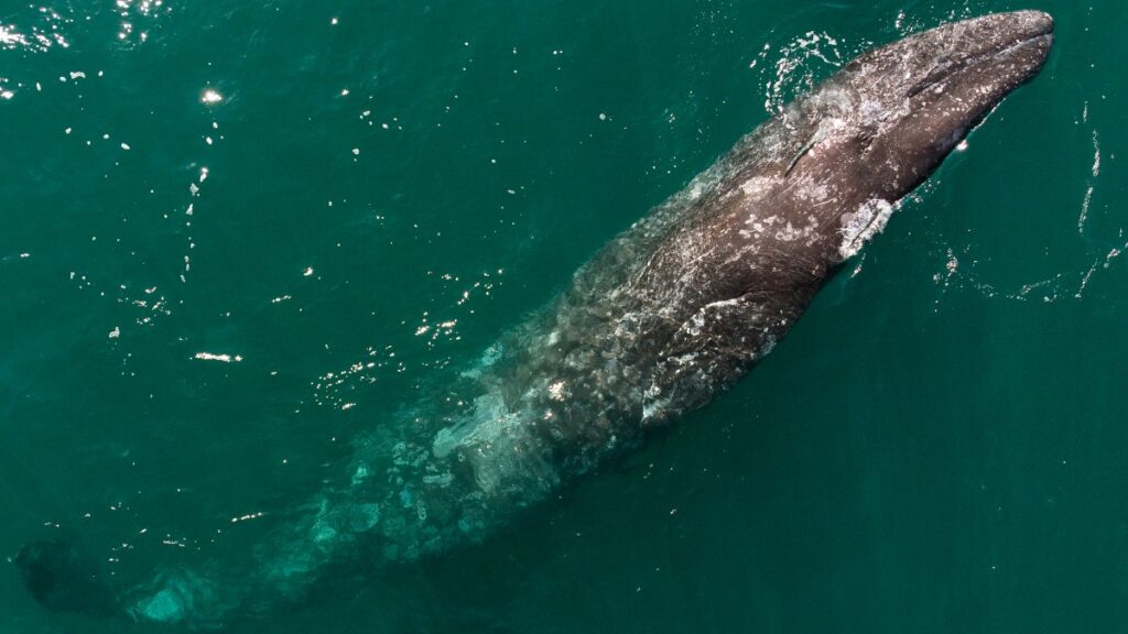 Ballena gris