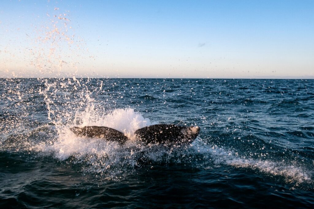 Ballena gris