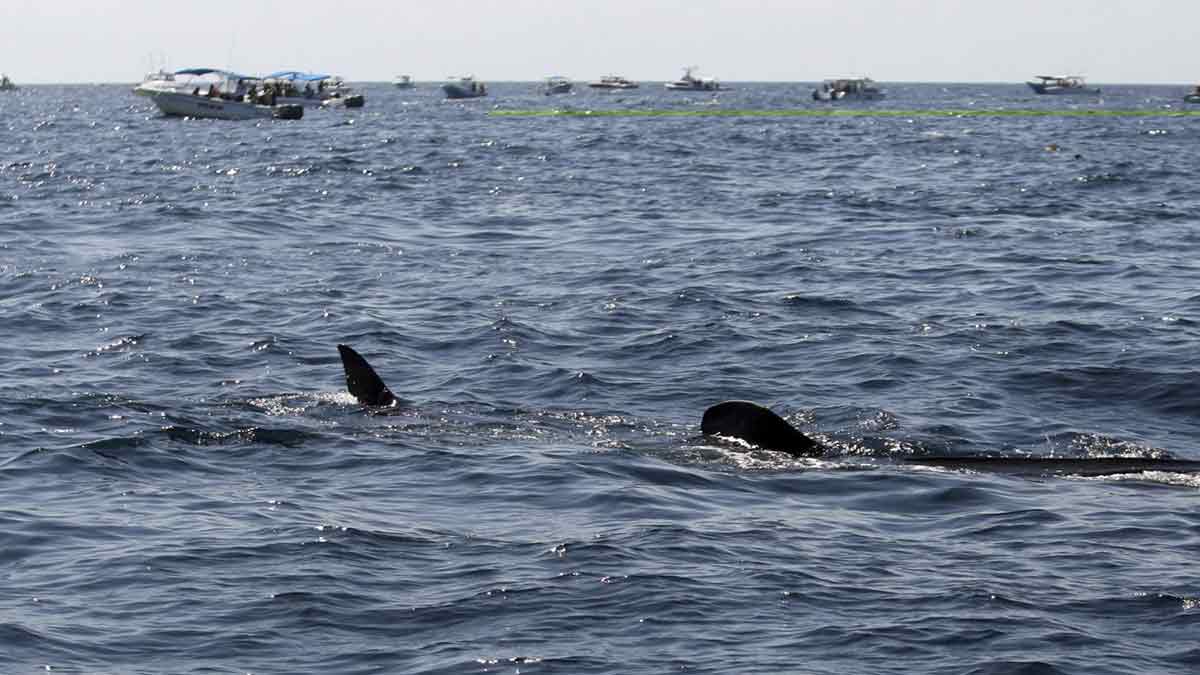 Llegaron las ballenas jorobadas a Oaxaca; da inicio la temporada de avistamiento