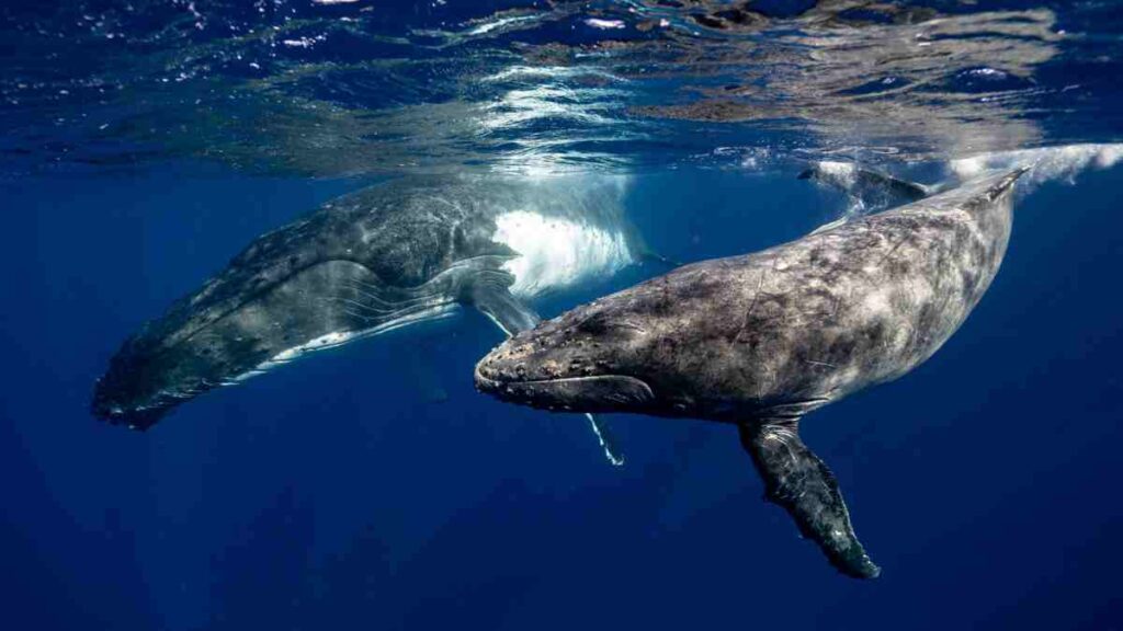 Un encuentro innovador con ballenas jorobadas revela potencial para la comunicación de inteligencia no humana