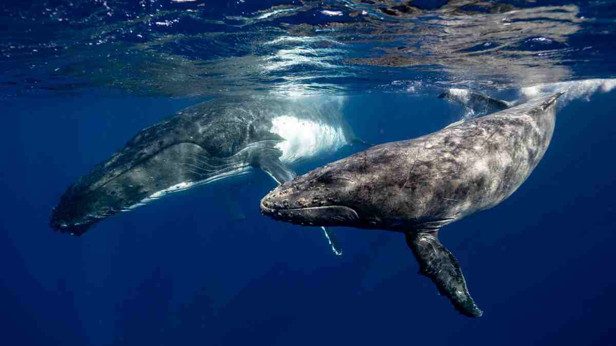 Científicos “hablan” con ballenas para aprender a comunicarse con aliens