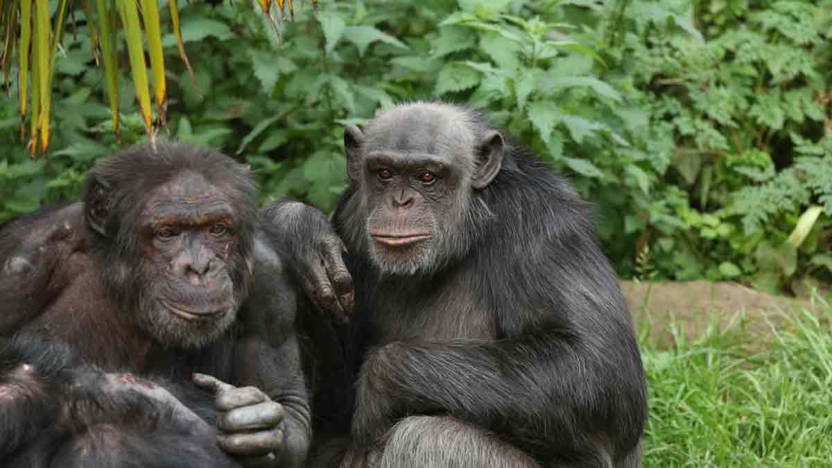 Chimpancés pueden recordar rostros después de 25 años, estudio