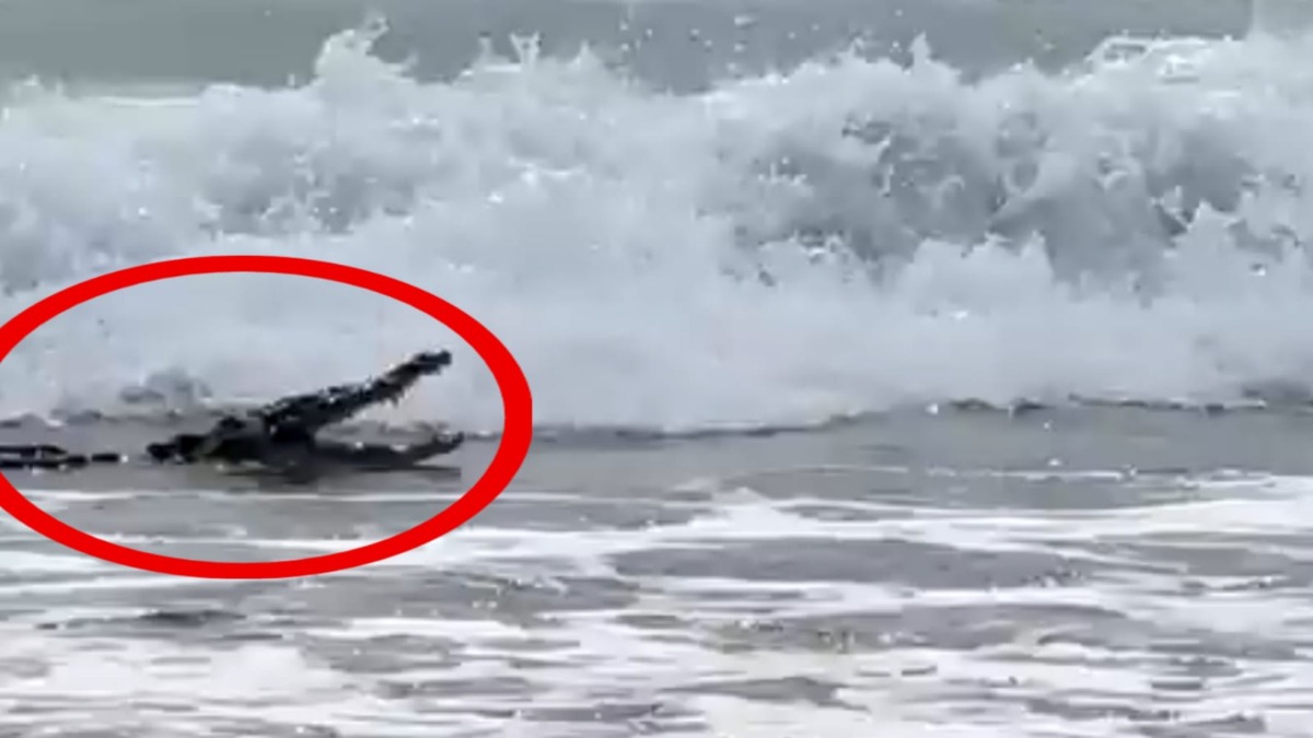 Video: enorme cocodrilo sorprende a turistas en playa de Ixtapa