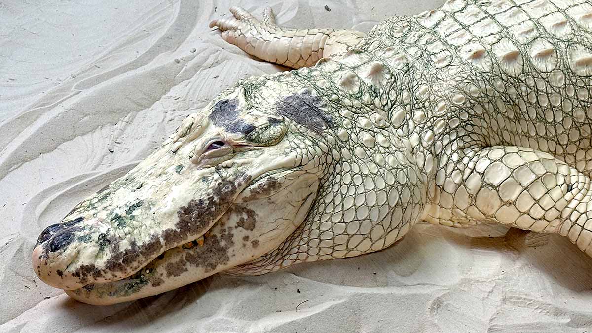 Nace lagarto blanco “más extraño del mundo” en Florida