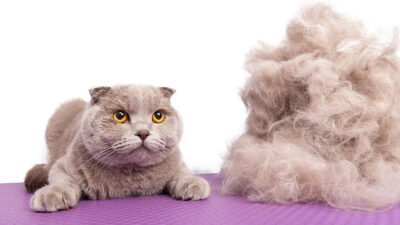 Cómo ayudar a tu gato a expulsar las bolas de pelo