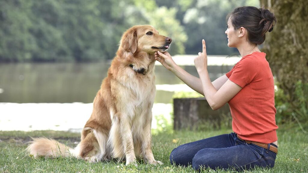 Cómo educar a mi perro