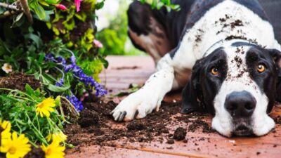 Cómo evitar que tu perro destruya las plantas