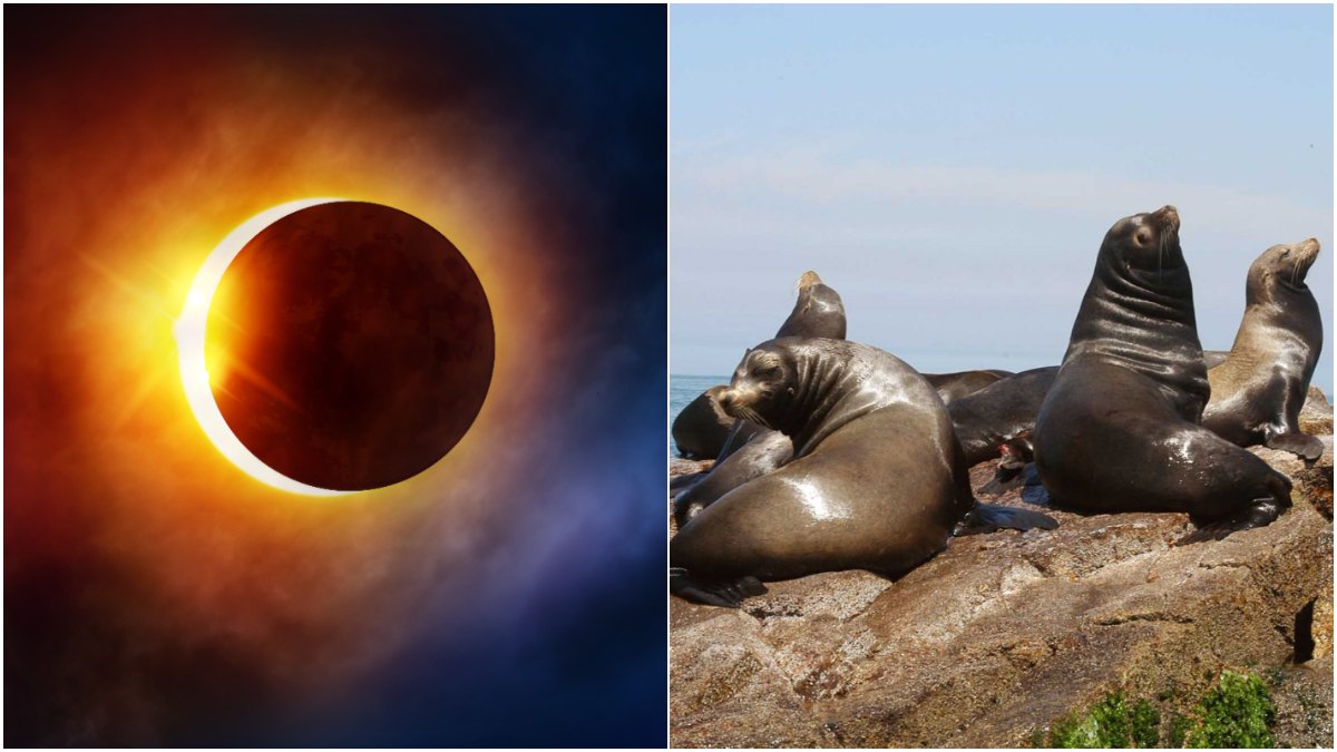 NASA elige a Mazatlán para observar el eclipse total de sol de 2024