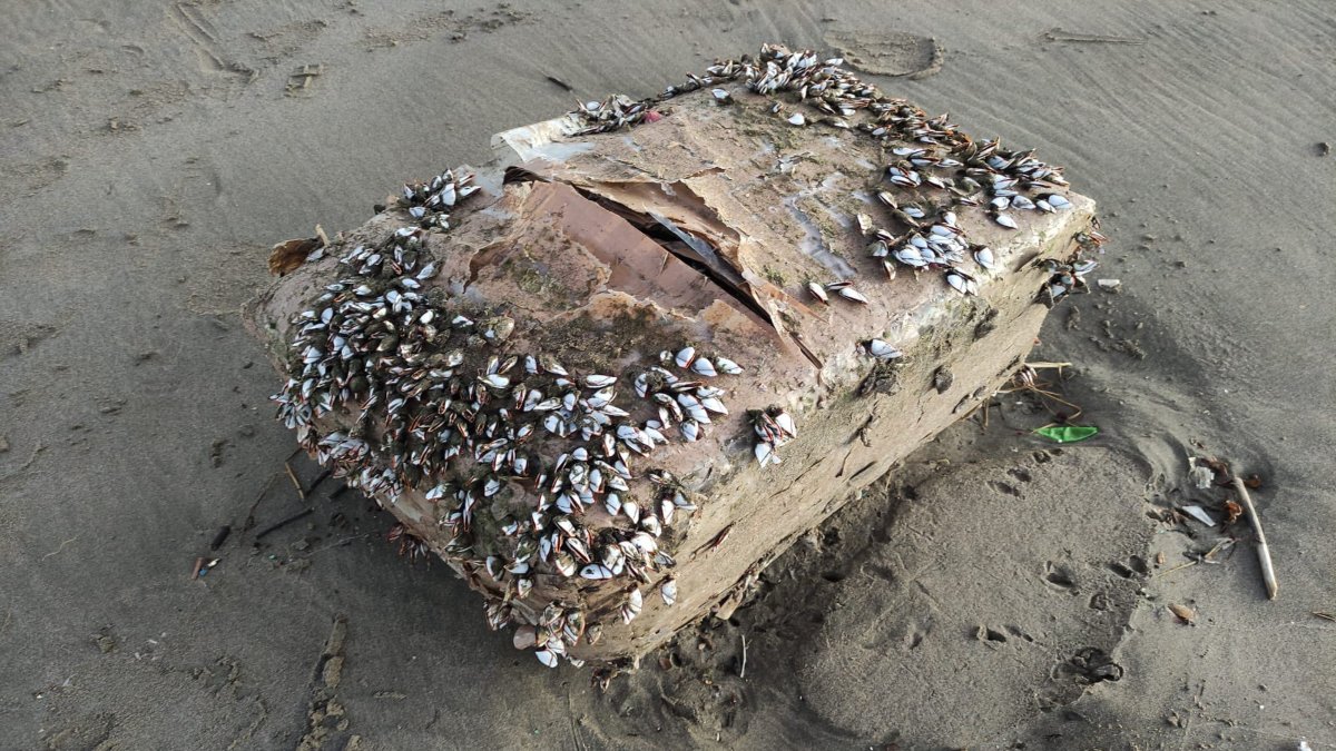 Hallan presuntos paquetes con droga en playa de Coatzacoalcos, Veracruz