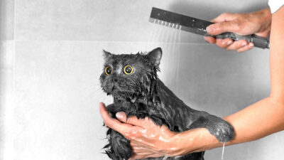 ¿Es necesario bañar a tu gato?