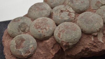 fósiles de huevos de dinosaurio cristalizados