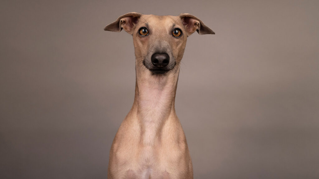 Galgo Raza