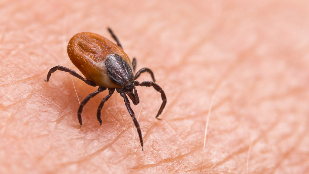 Fiebre maculosa de las montañas rocosas: qué es y por qué los CDC emitieron una alerta