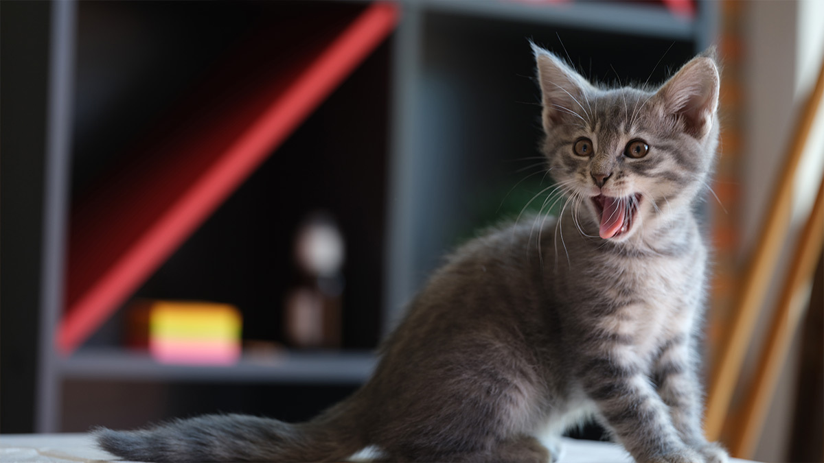 Gatito adoptado conoce a gato hogareño; video conmueve en redes sociales