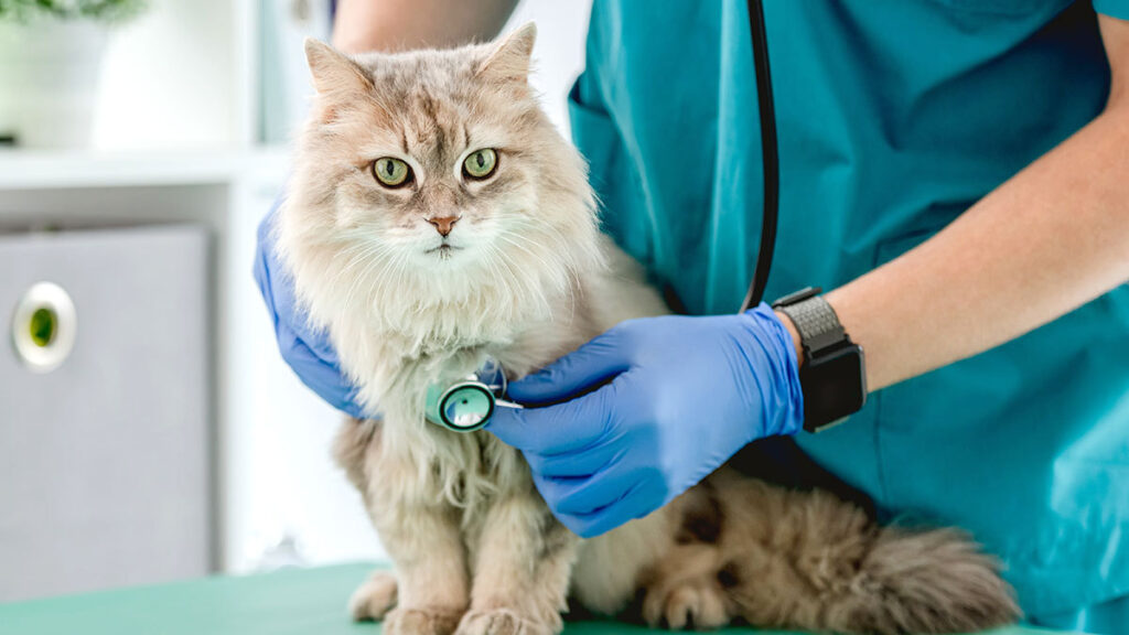 ¿Cuáles son las enfermedades más comunes en gatos?