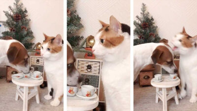 Gato y perro tomando el té se viralizan; ve video