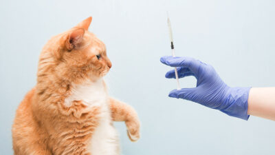 Gato Vacuna