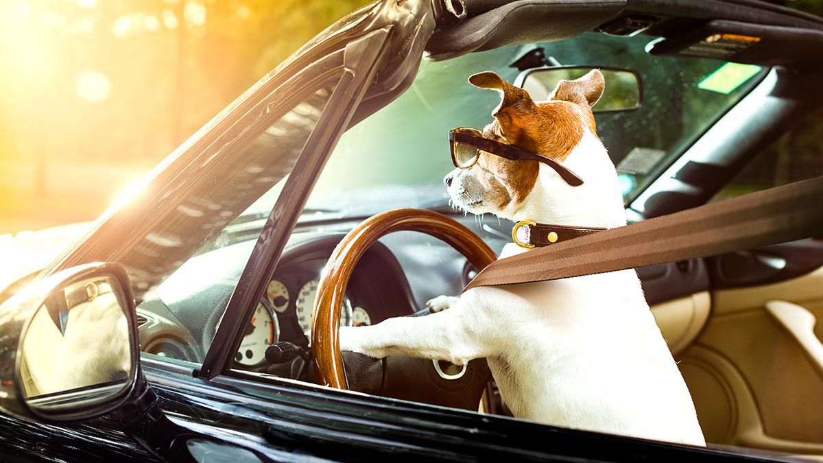 Hombre le enseña a su perro a manejar el coche y la moto y se vuelve viral