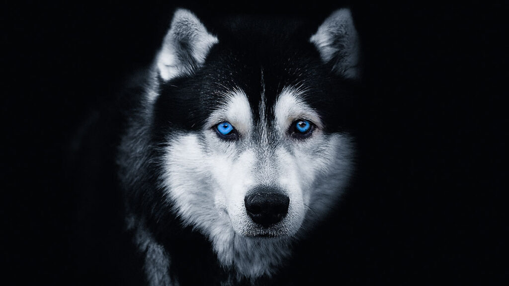¿Por qué la mayoría de los perros tienen los ojos oscuros?