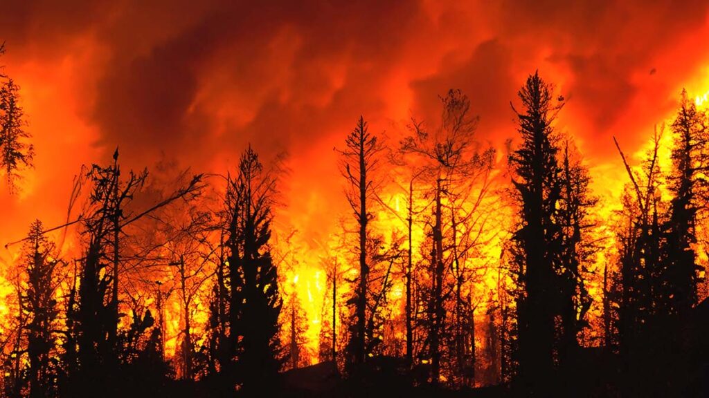 incendios forestales cáncer
