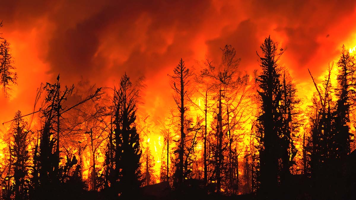 Incendios forestales pueden liberar del suelo sustancias químicas que causan cáncer