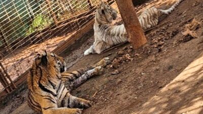 Jalisco: aseguran a dos tigres y cinco jaguares durante cateo en Jamay