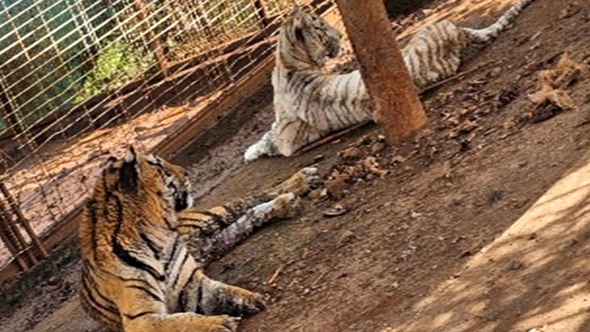 Estaban en un predio: FGR asegura 2 tigres y 5 jaguares durante cateo en Jamay, Jalisco