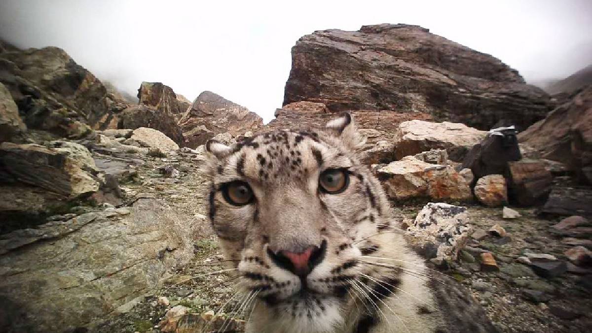Leopardo de las nieves, especie en peligro de extinción, vuelve a ser visto en el Tíbet