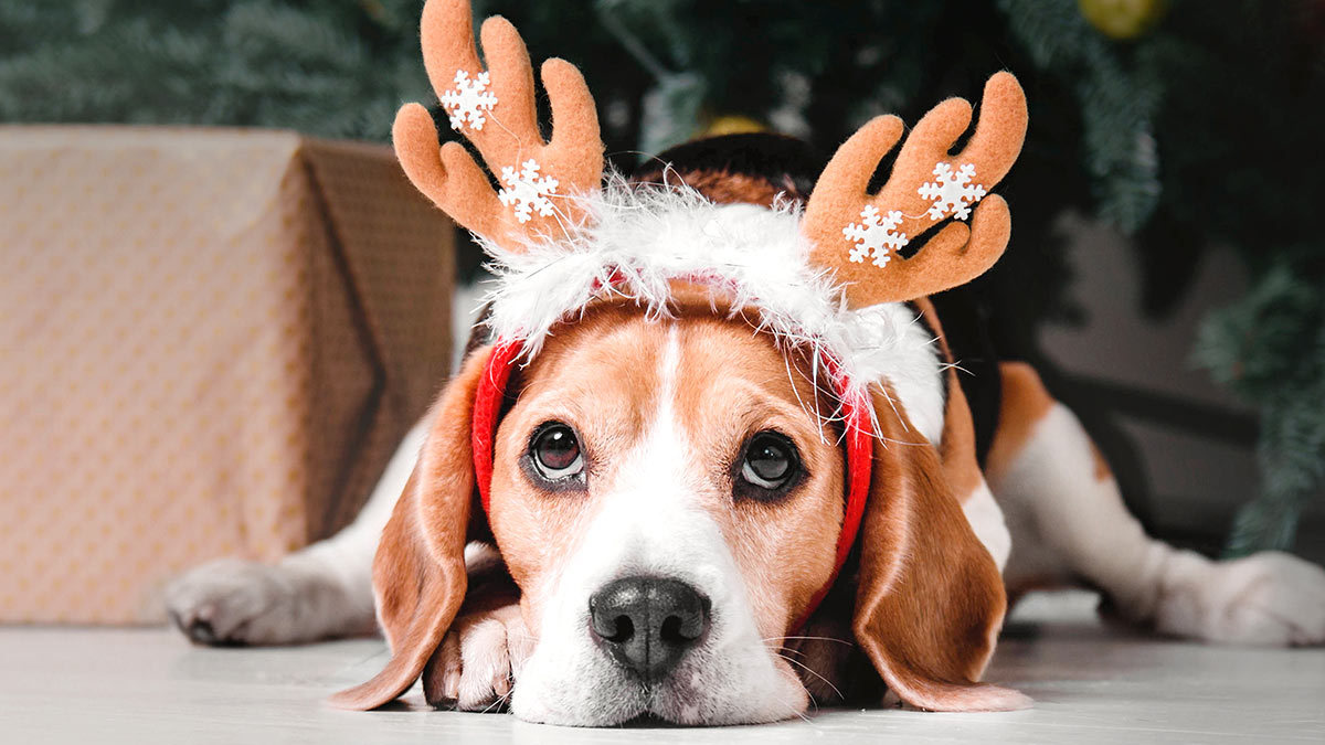 Looks de Navidad para tus mascotas