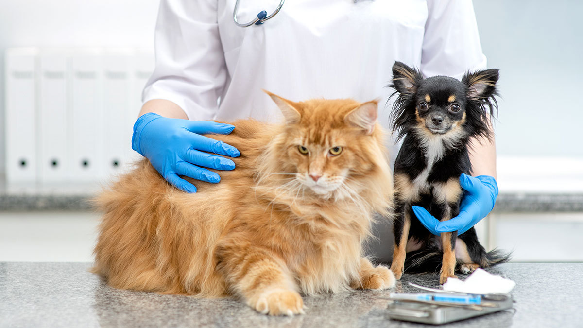 Senado aprueba reforma para instalar clínicas veterinarias públicas en todo México