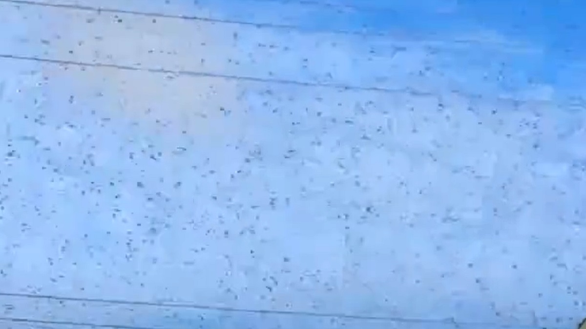 ¿Es el fin del mundo? Captan miles de langostas en el cielo de Mérida, Yucatán