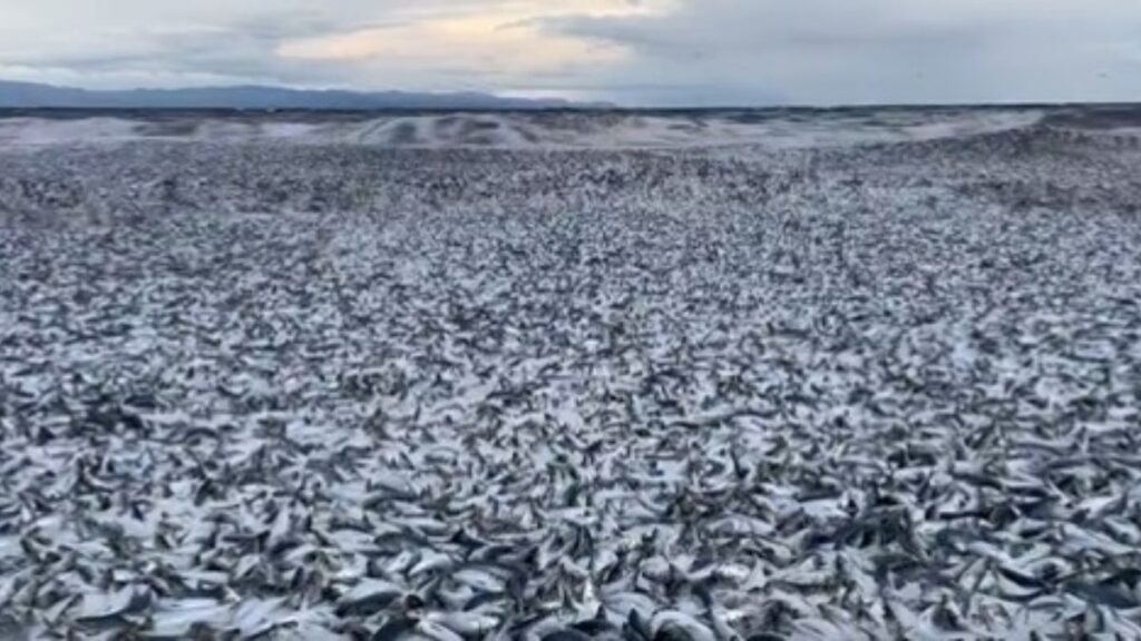 Miles de peces muertos en playa de Japón