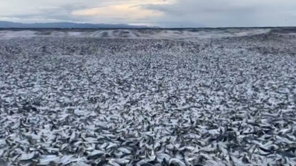 Nadie sabe qué pasó: Mueren miles de peces en costa de Japón